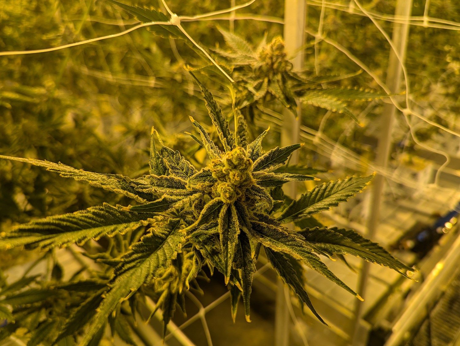 A marijuana plant at the Dakota Herb grow operation near Tea, South Dakota.